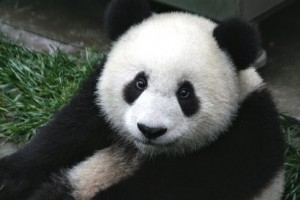 Google-panda-update